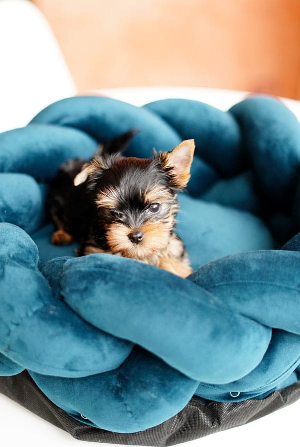 Chiot yorkshire sur son panier bleu