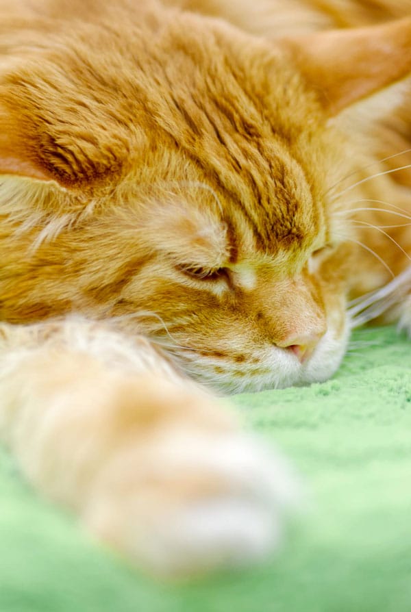 Chat atteint de chylothorax