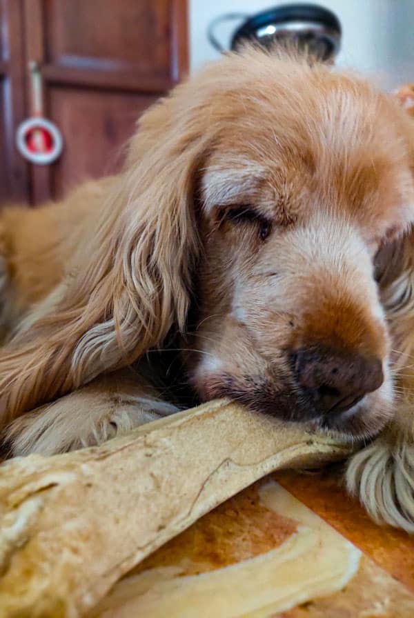 Chien fatigué à cause d'une coagulopathie
