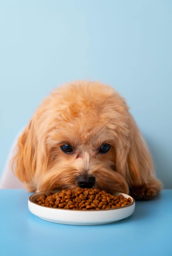 Chien qui mange des croquettes