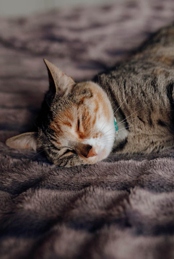 Chat chez le vétérinaire pour une euthanasie