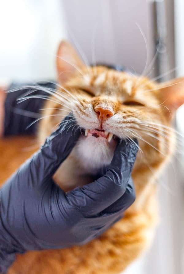Chat chez le vétérinaire pour un extraction dentaire