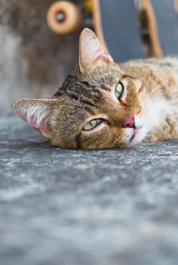 Chat atteint d'une fibrose pulmonaire