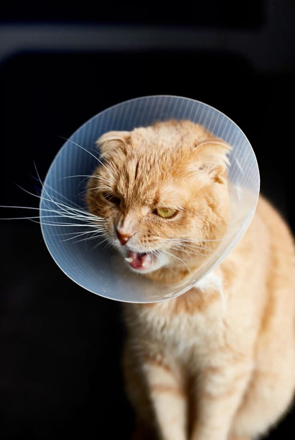 Chat qui porte une collerette suite à une gastropexie