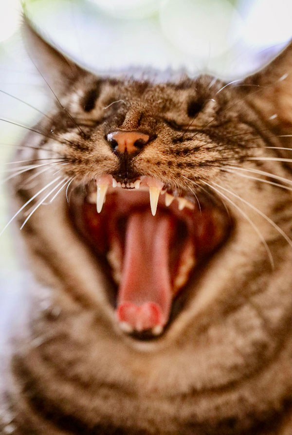 Chat souffrant de gingivite