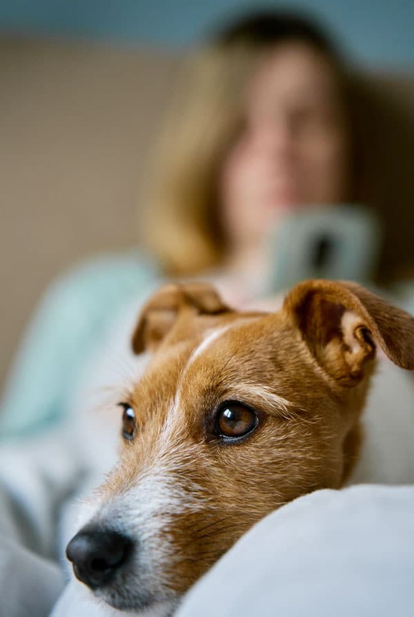 Chien souffrant d'hémangiosarcome