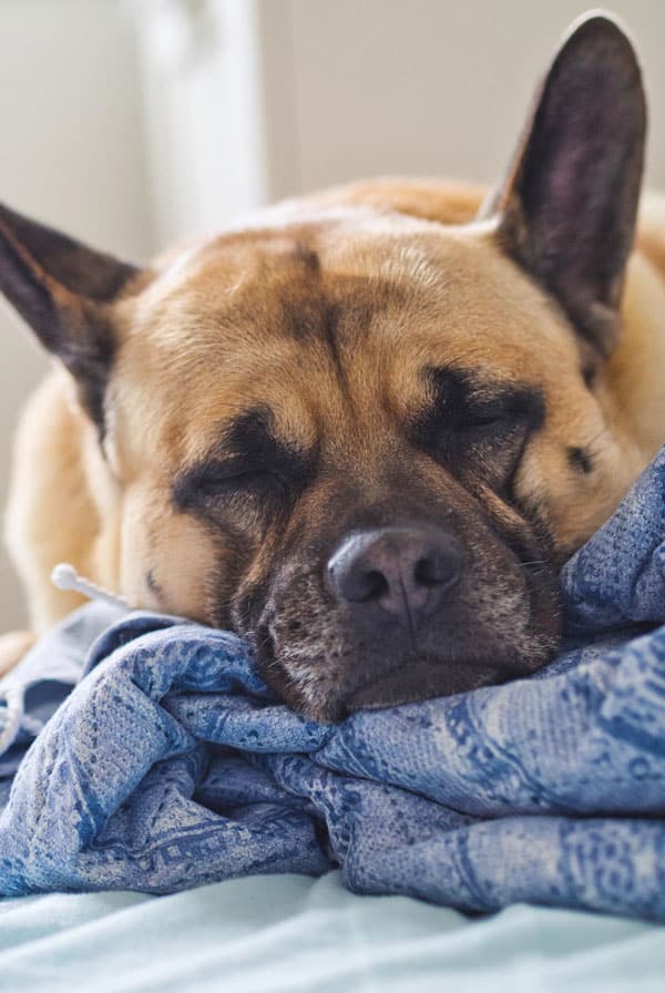 Chien ayant une hyperparathyroïdie