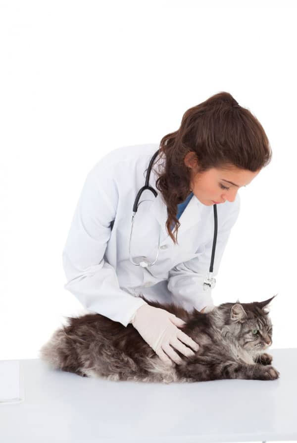 Chat chez le vétérinaire pour une laparotomie