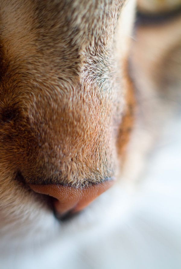 Truffe d'un chat pour une rhinoplastie
