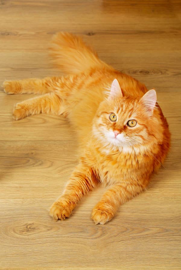 Chat atteint de spina bifida