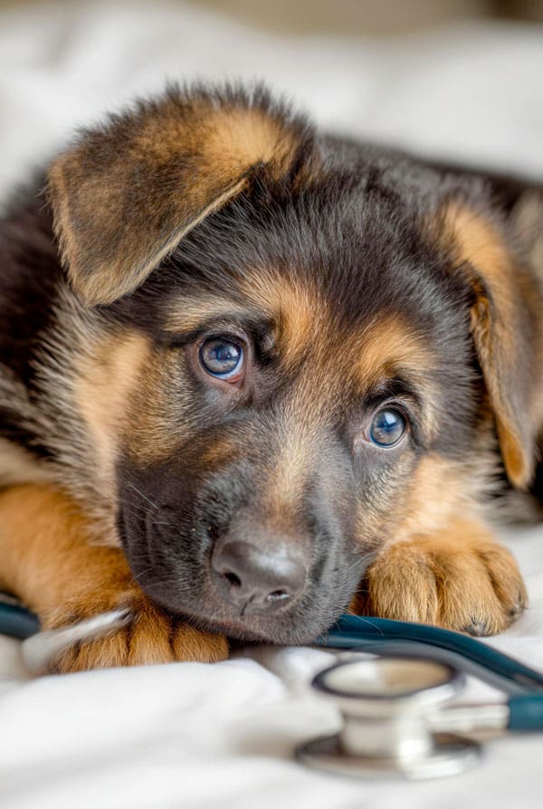 Chiot atteint de spina bifida