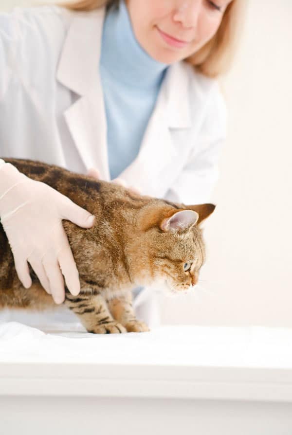 Chat chez le vétérinaire pour une thérapie laser