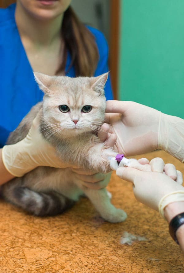 Chat qui subi une transfusion sanguine chez le vétérinaire