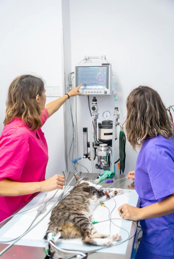 Chat chez le vétérinaire pour une urétrostomie