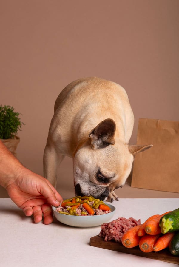 Chien qui mange une alimentation BARF
