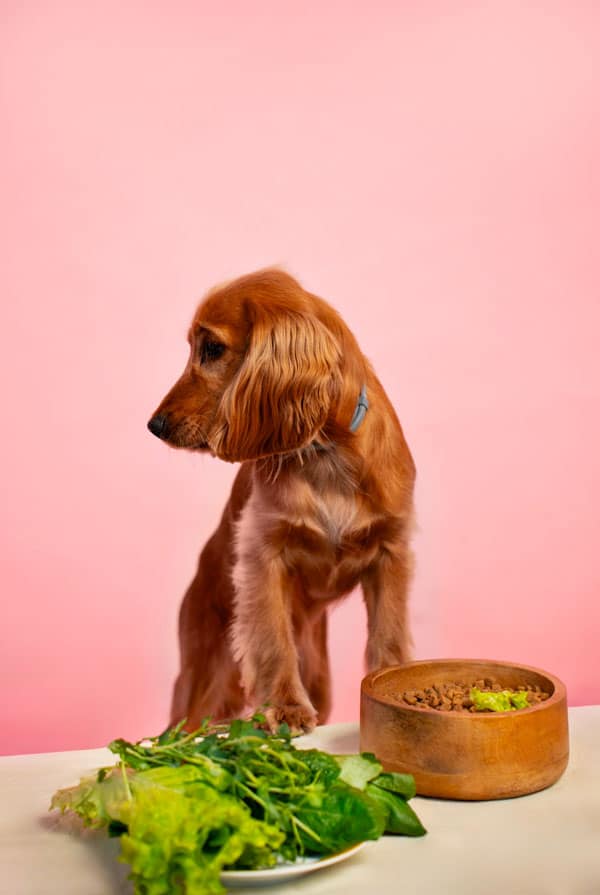 Chien qui mange une alimentation mixte
