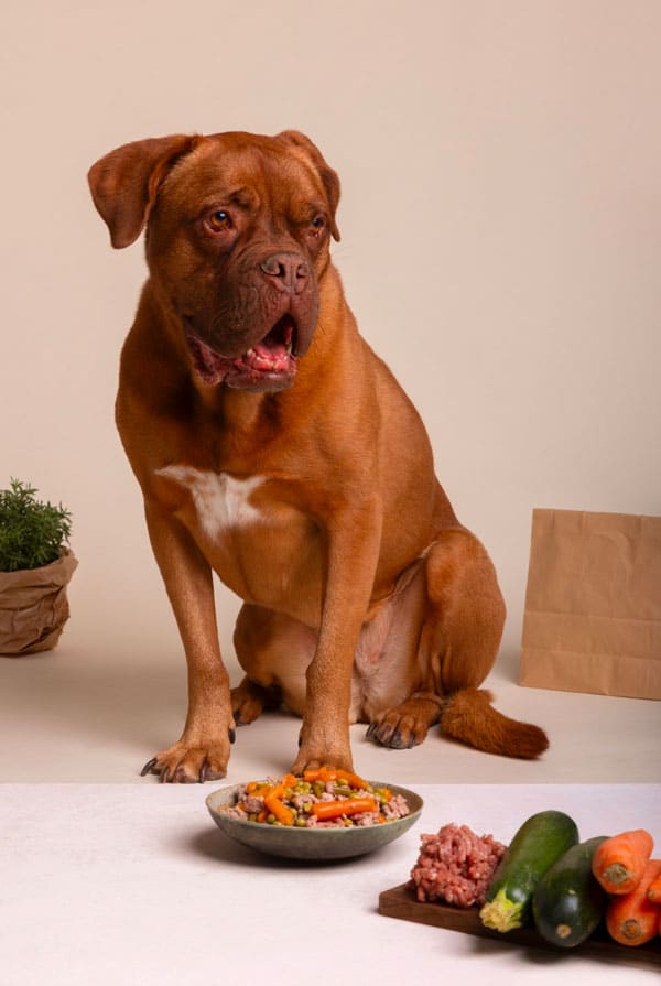 Chien qui mange une alimentation naturelle