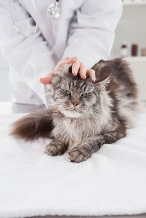 Chat chez le vétérinaire pour une amyloïdose