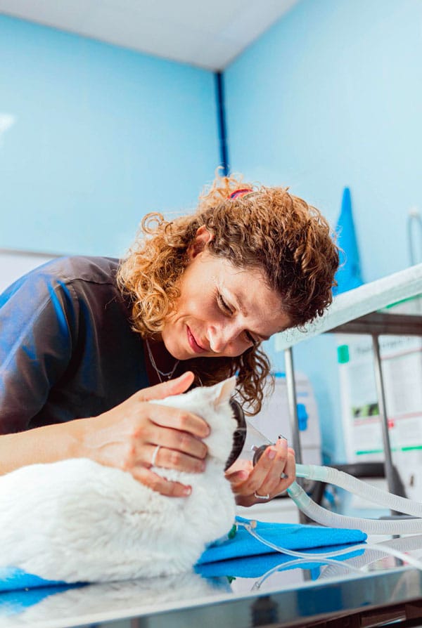 Chat chez le vétérinaire pour une anesthésie