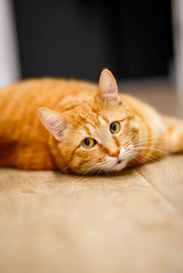 Chat souffrant d'une axonopathie centrae