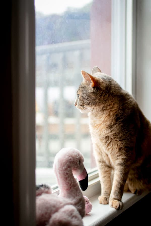 Chat qui regarde par la fenêtre