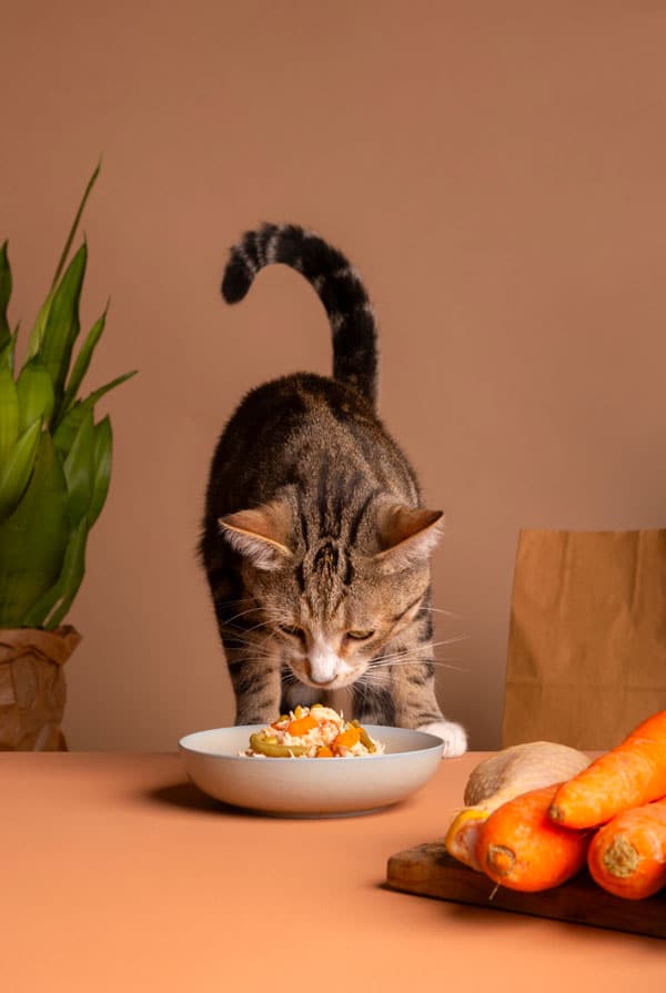 Chat qui mange une alimentation mixte