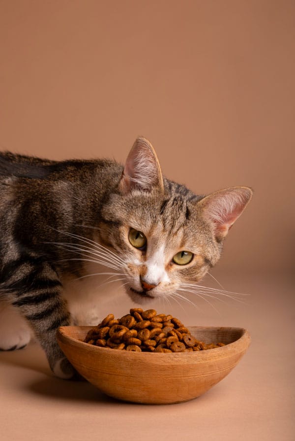 Chat qui mange des croquettes