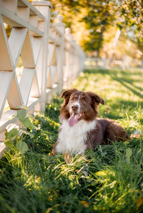 Chien dans un jardin sécurisé
