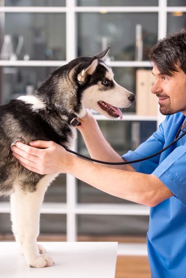 Chien en consultation chez le vétérinaire