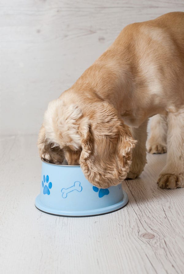 Chien type Cocker Américain qui mange des croquettes