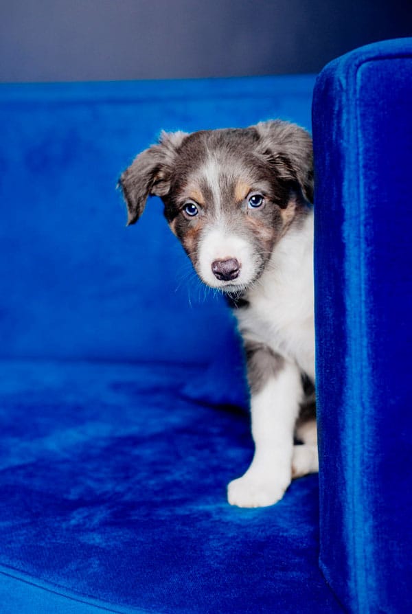 chiot blanc et beige sur un canape bleu 1er nuit dans la maison