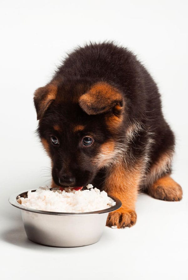 Ration ménagère pour un chiot noir brun