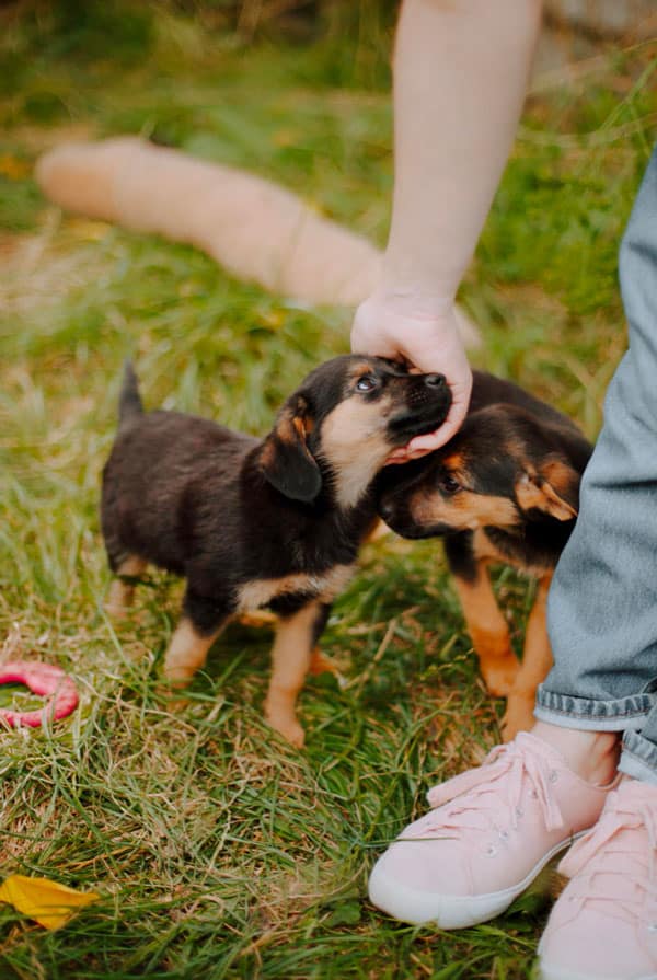 Deux chiot noir et brun sociabilisation avec un inconnue