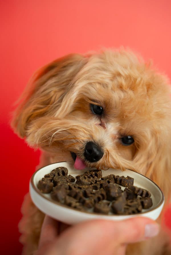 Chien qui mange des croquettes sans céréales