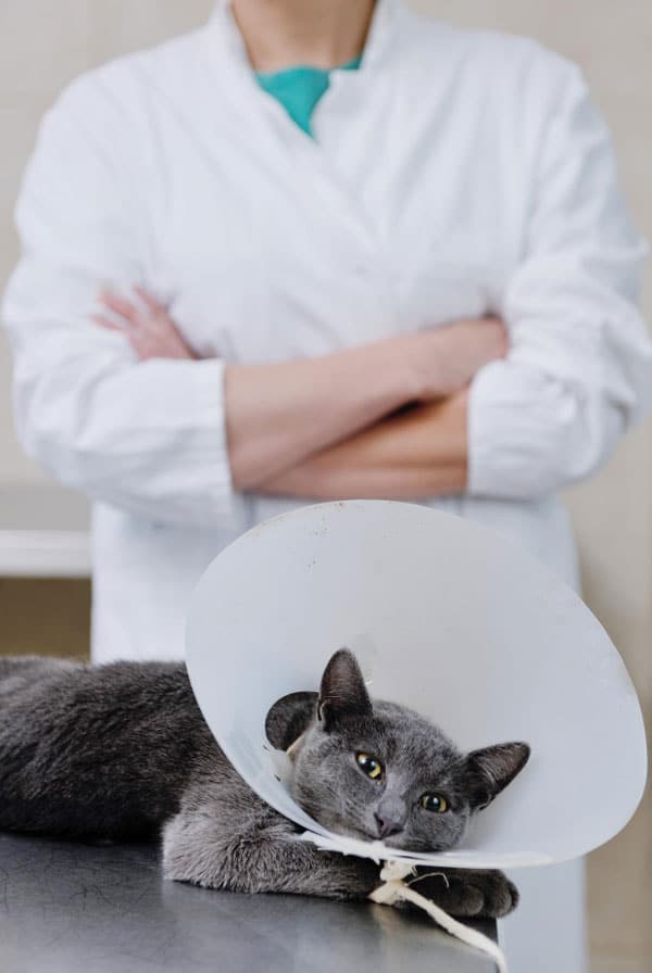 Chat chez le vétérinaire pour une cystotomie