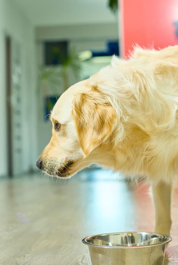 Chien atteint de diabète insipide