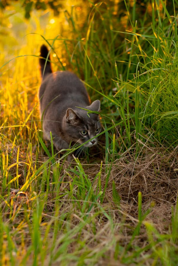 Chat ayant une échinococcose