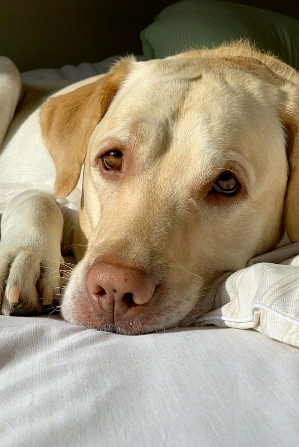 Chien atteint de fibrose pulmonaire