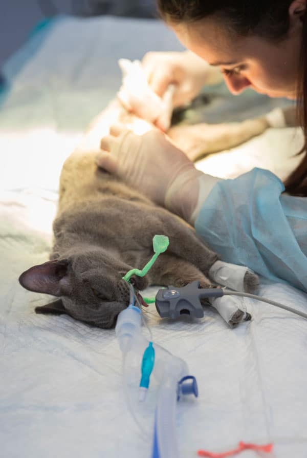 Chat chez le vétérinaire pour une hernie cervicale