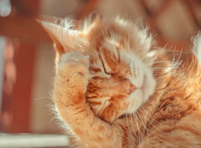 chat roux maladies de la peau