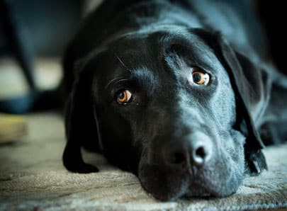 Chien noir allongé sur un tapis, regard peureux