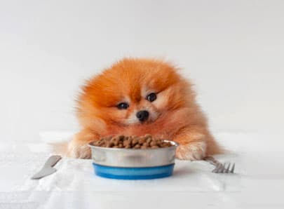Chiot à table, alimentation