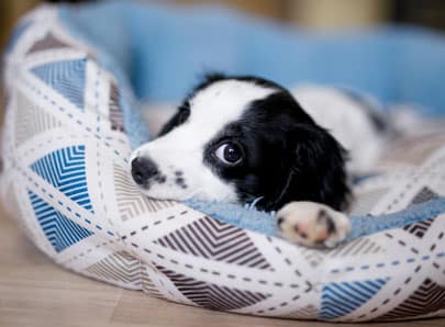 Chiot noir et blanc dans son panier bleu 1er nuit