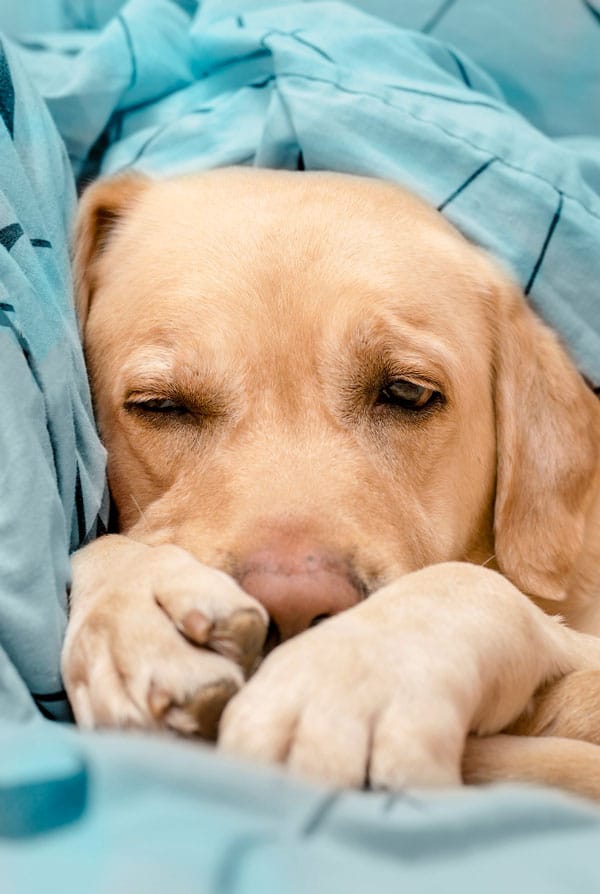 Chien souffrant de malformation tricuspidienne