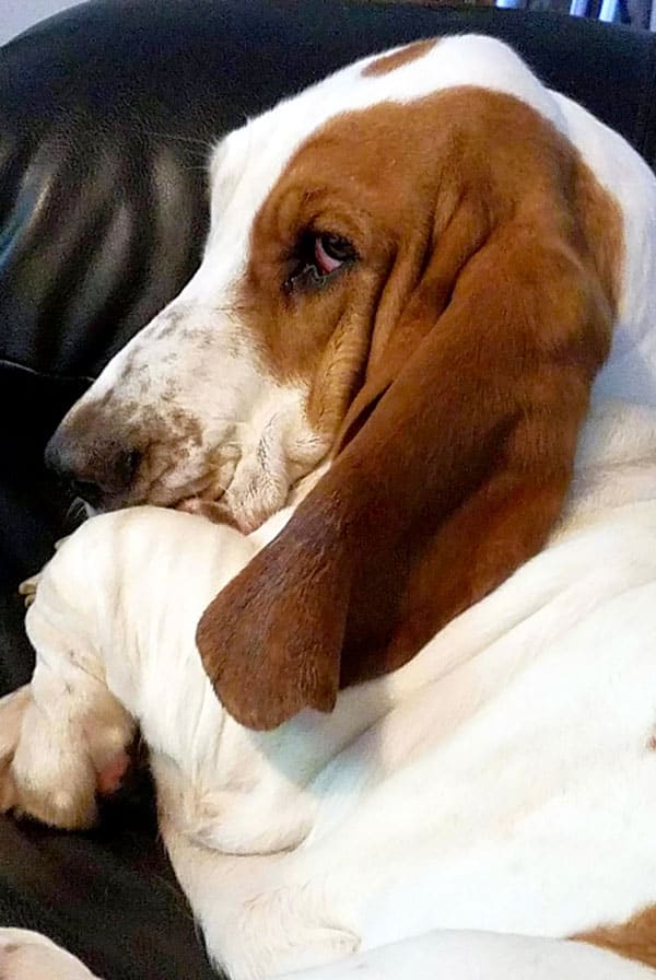 Chien type Basset Hound atteint de myélodysplasie