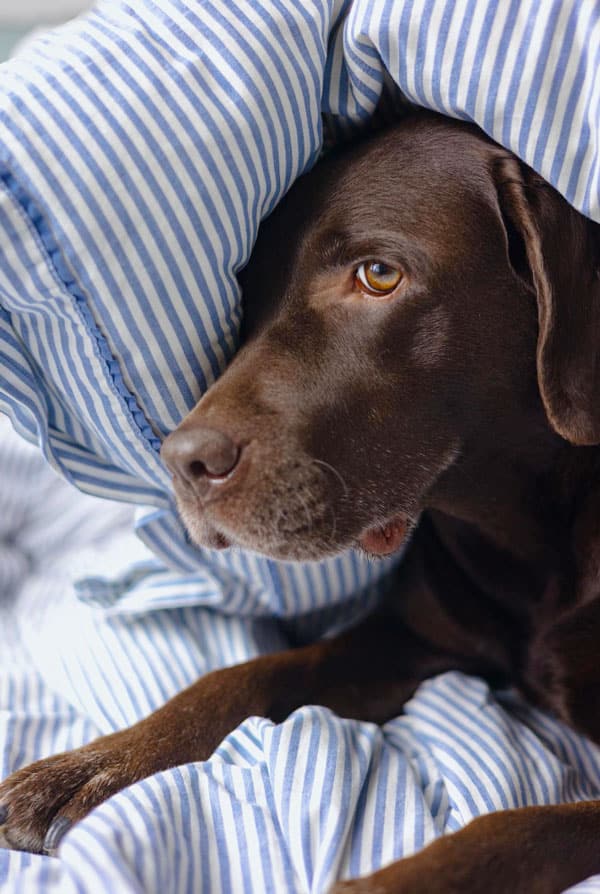 Chien atteint de polyneuropathie