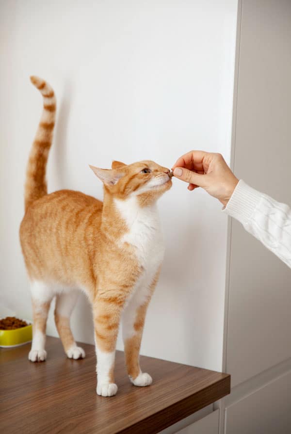 Propriétaire qui donne à manger à son chat