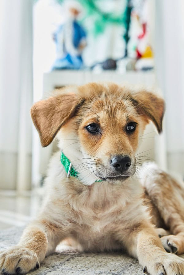 Chien atteint du syndrome de Claude Bernard Horner