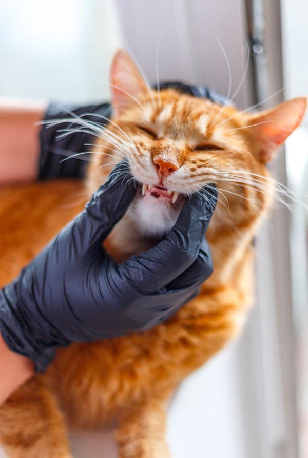 Chat chez le vétérinaire pour du tartre