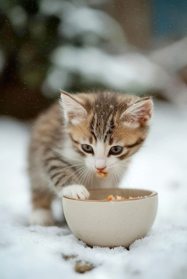 Chaton qui mange dans sa gamelle
